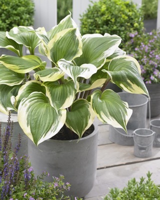 Hosta-Proud Treasure_Patio