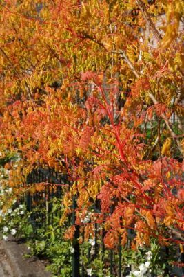 Koelreuteria-Coral Sun-foliage