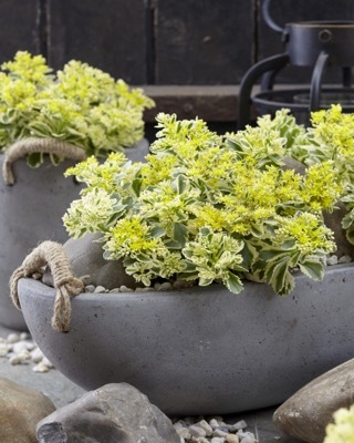 Sedum-Atlantis_Patio