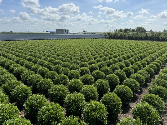 Prunus Sofia