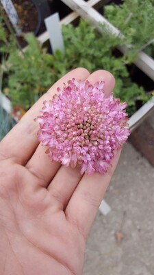 Scabiosa Raspberry Kisses