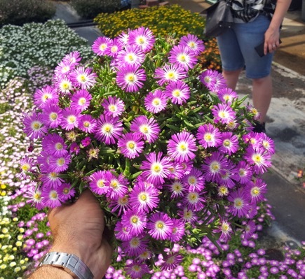 Delosperma-Purple_Pot