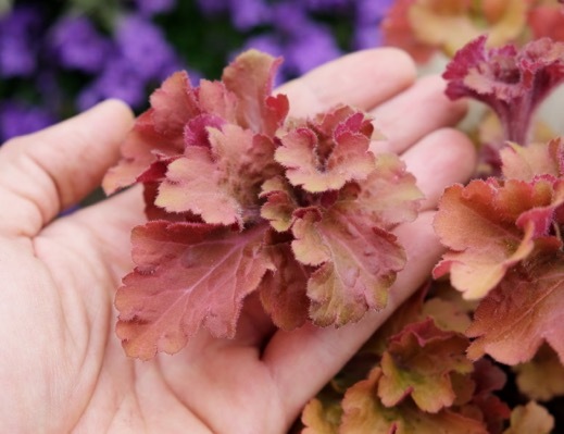 Heuchera-Frilly_Close up foliage