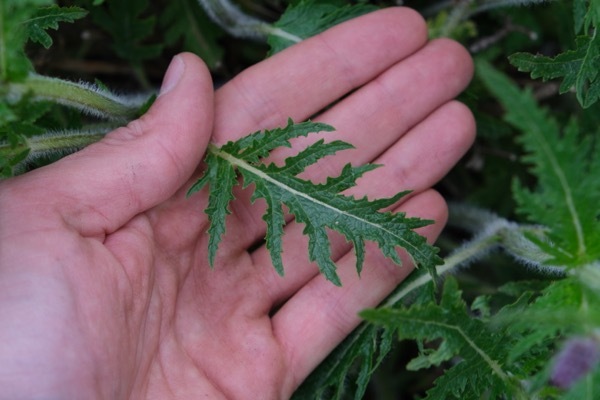 Salvia-Peacock_Foliage