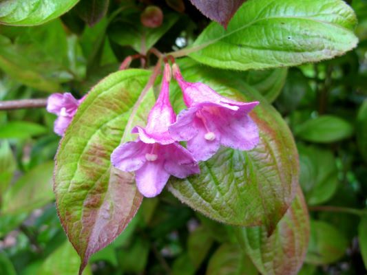 Weigela-Wings of Fire_Close up flower