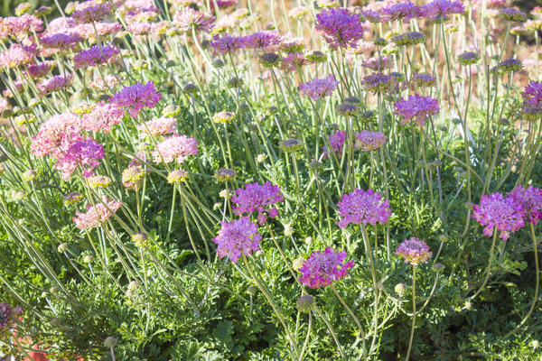 Scabiosa Raspberry Kisses