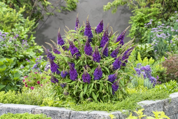 Buddleja-Little Purple_Garden