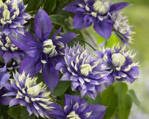 Clematis-Taiga_Flower