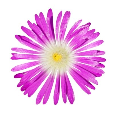 Delosperma-Purple_Close up flower