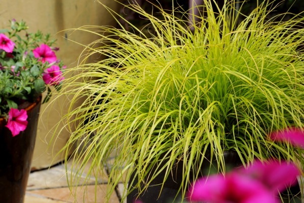 Pennisetum-Lumen Gold_Patio