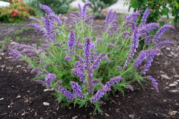 Salvia-Peacock_Garden