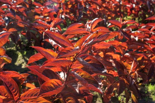 Weigela-Wings of Fire_Flowers