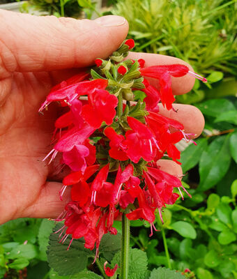 Salvia Unplugged Red