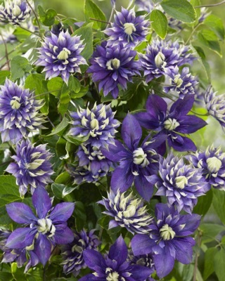 Clematis-Taiga_Flower