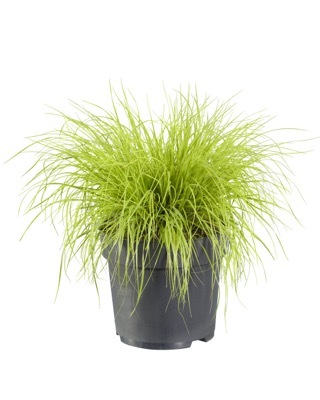 Pennisetum-Lumen Gold_Pot