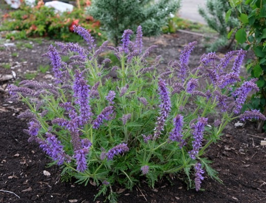 Salvia-Peacock_Garden