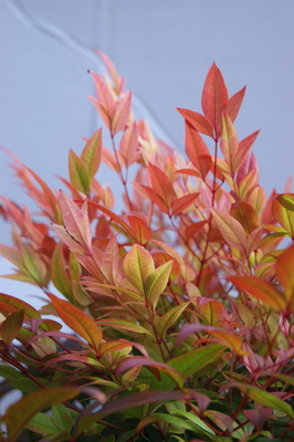 Nandina Sunset Boulevard