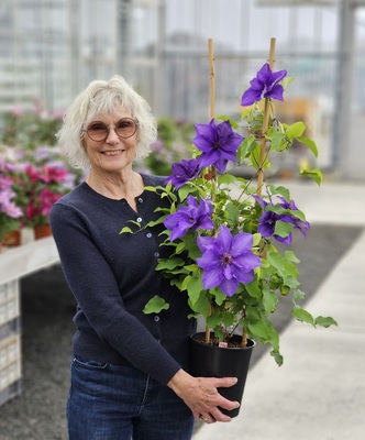 Clematis Lindsay