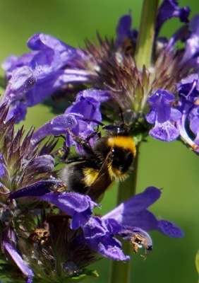 Nepeta-Neptune_Close up flower