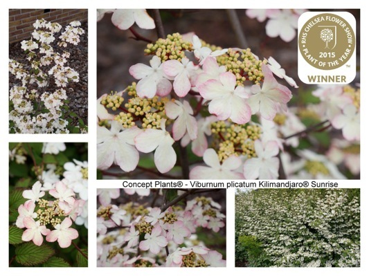 Viburnum-Kilimandjaro Sunrise_Flyer