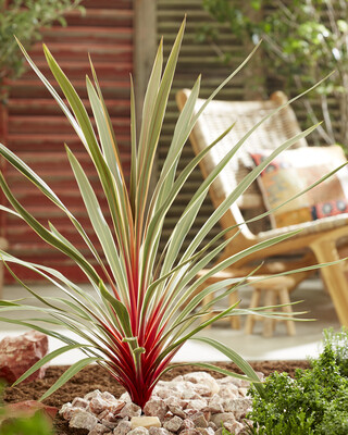 Cordyline Magic Star