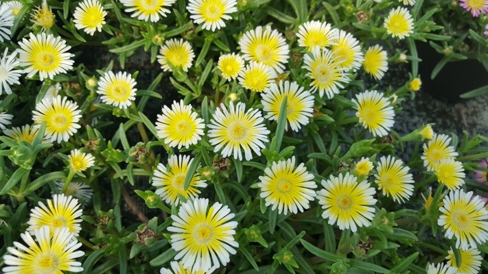 Delosperma-WOW Limoncello_Flower