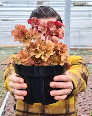 Heuchera-Frilly_Pot