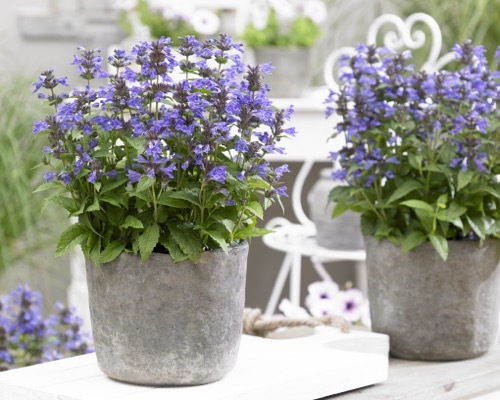 Nepeta-Neptune_Patio