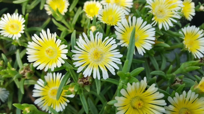 Delosperma-WOW Limoncello_Flower