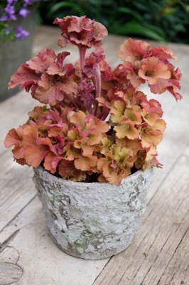 Heuchera-Frilly_Patio