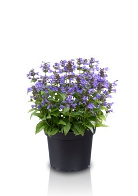 Nepeta-Neptune_Pot