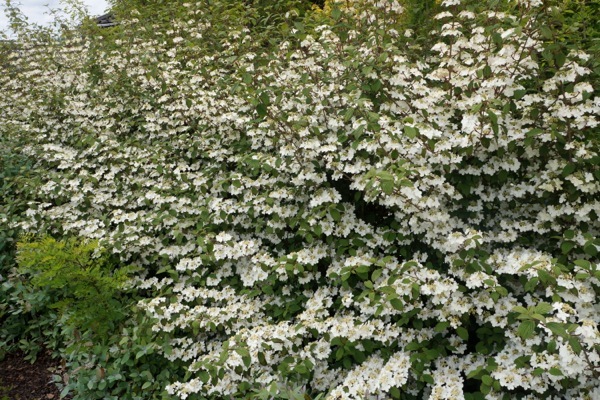 Viburnum-Kilimandjaro Sunrise_Garden