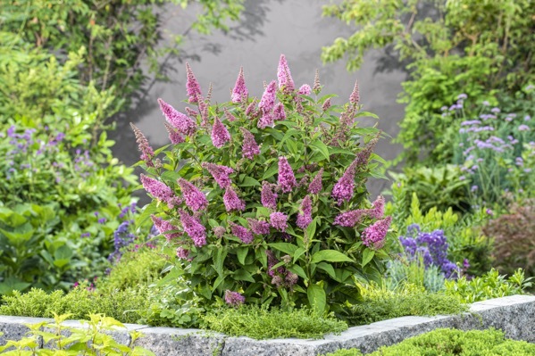 Buddleja-Little Pink_Garden