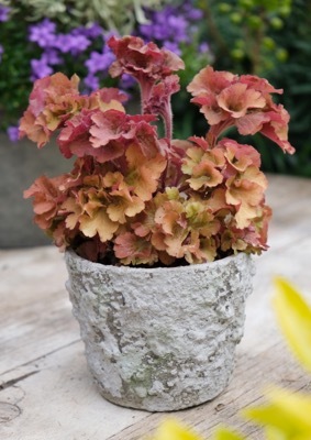 Heuchera-Frilly_Patio