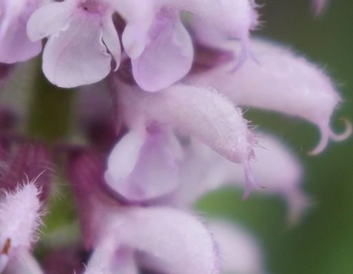 Salvia-Flamingo_Close up flower