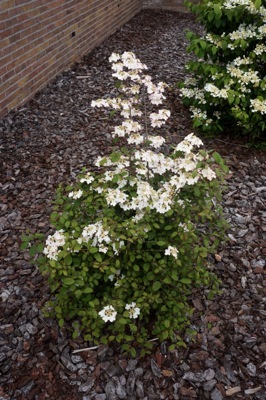 Viburnum-Kilimandjaro Sunrise_Garden