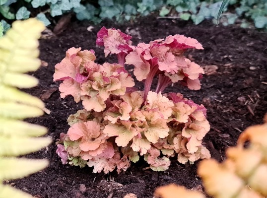 Heuchera-Frilly_Garden