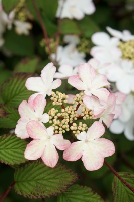 Viburnum-Kilimandjaro Sunrise_Close up flower