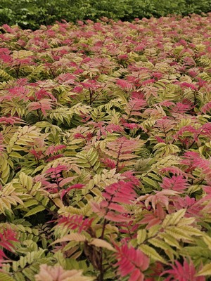 Sorbaria Crimson Feather