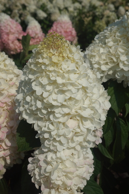 Hydrangea Love-a-Lot