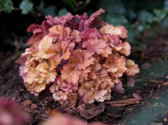 Heuchera-Frilly_Garden