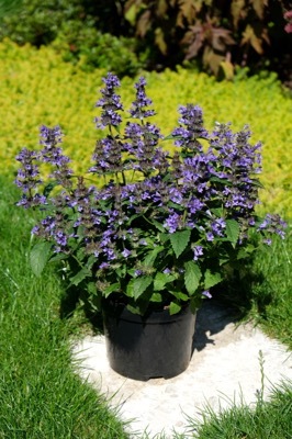 Nepeta-Neptune_Pot