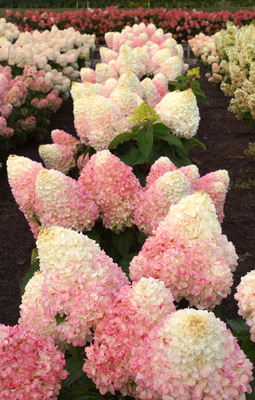 Hydrangea Love-a-Lot