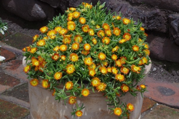 Delosperma-Orange Wonder_Patio