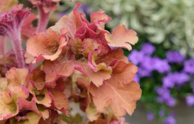 Heuchera-Frilly_Close up foliage