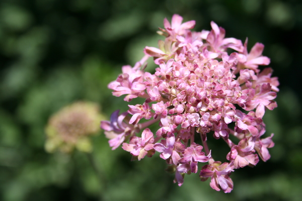 Scabiosa Raspberry Kisses