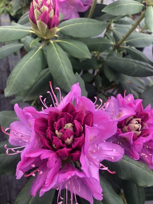 Rhododendron Royal Resilience