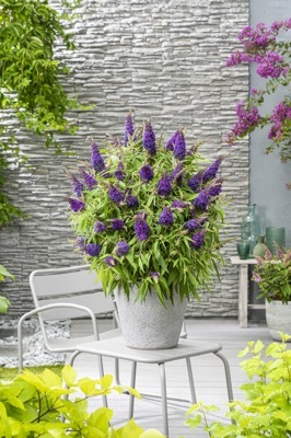 Buddleja-Little Purple_Patio