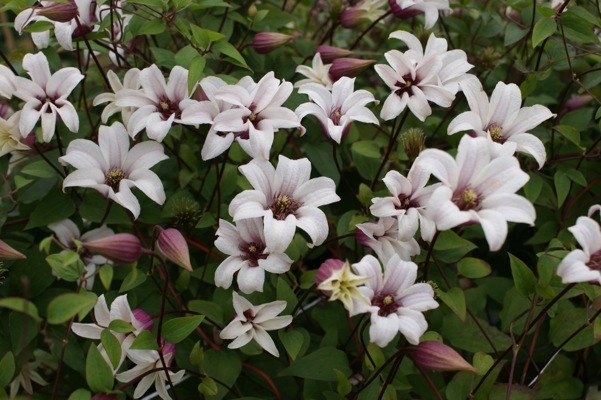 Clematis-Princess Kate_Flower