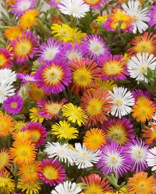 Delosperma-Orange Wonder_General